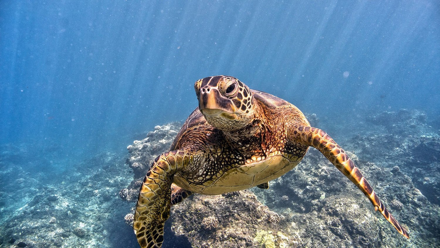 Green sea turtle (Honu)