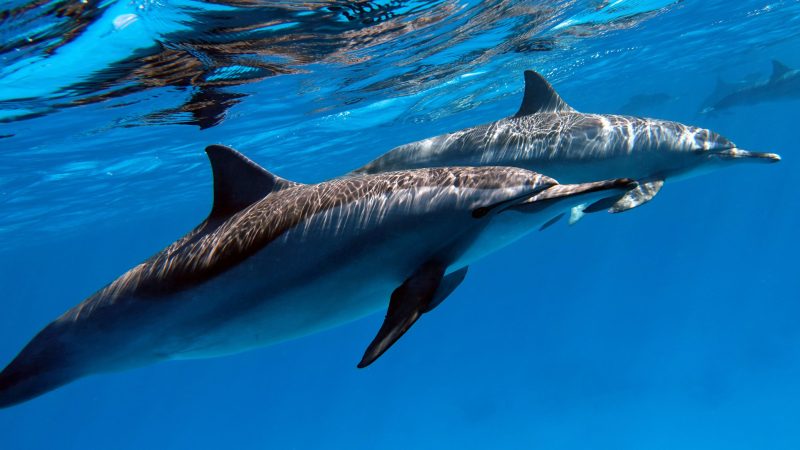 Spinner dolphins