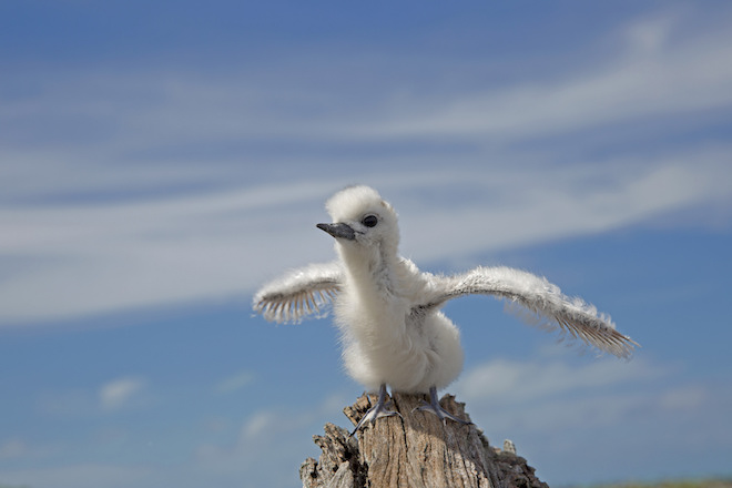 Seabirds