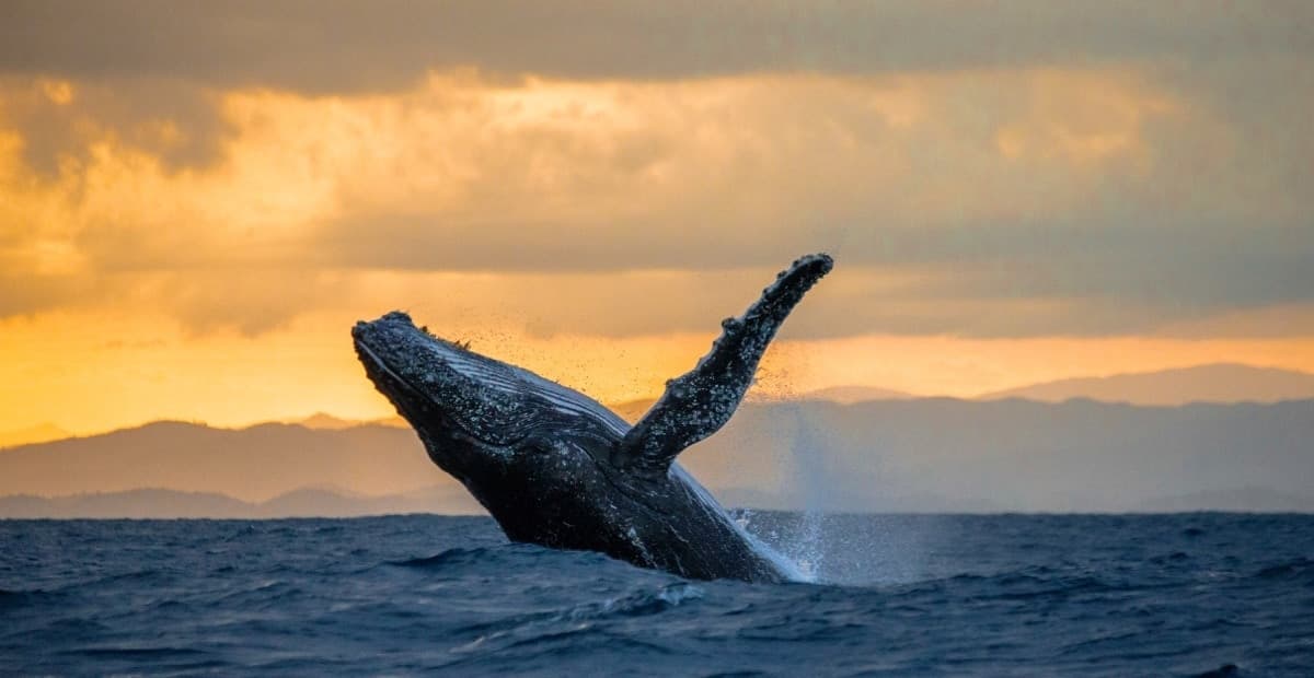 Humpback whales