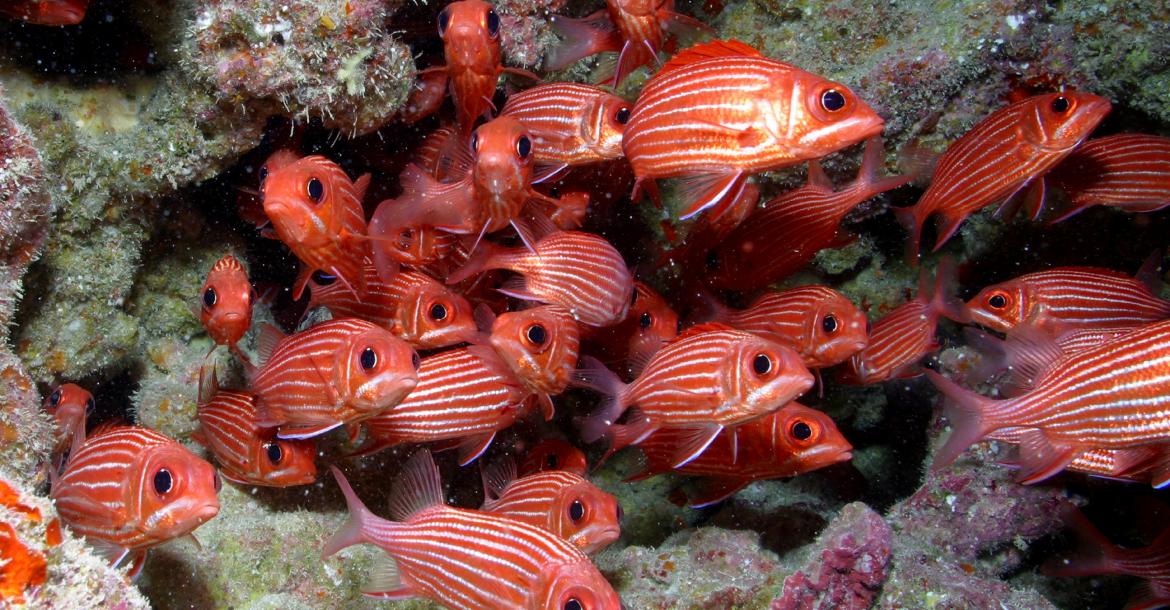 Ancient coral gardens